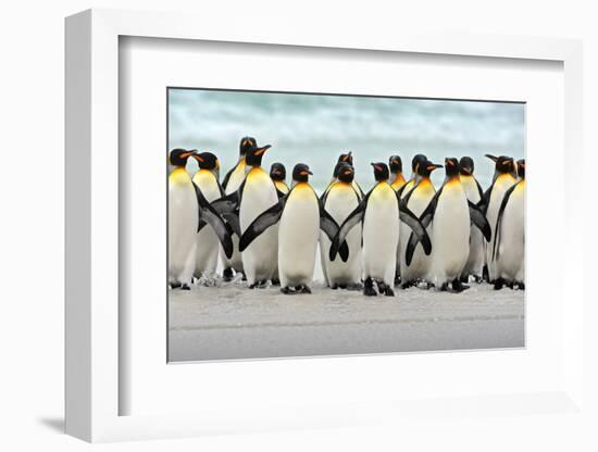 Group of King Penguins Coming Back Together from Sea to Beach with Wave a Blue Sky, Volunteer Point-Ondrej Prosicky-Framed Photographic Print