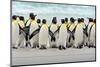 Group of King Penguins Coming Back Together from Sea to Beach with Wave a Blue Sky, Volunteer Point-Ondrej Prosicky-Mounted Photographic Print