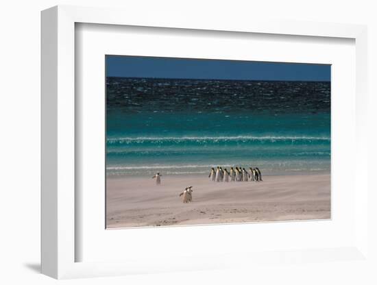 Group of King Penguins Falkland Island-null-Framed Photographic Print