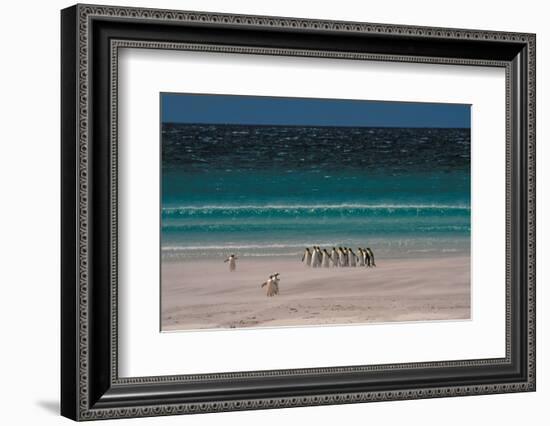 Group of King Penguins Falkland Island-null-Framed Photographic Print