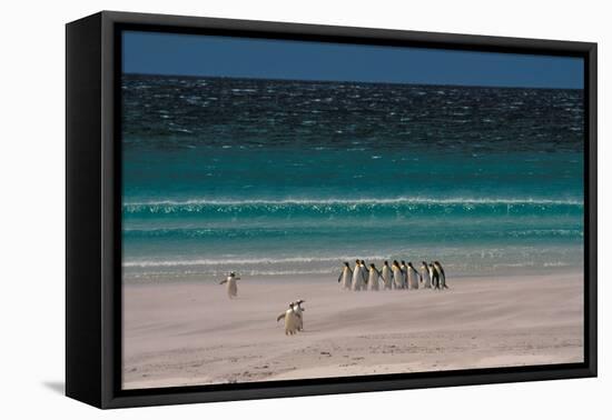 Group of King Penguins Falkland Island-null-Framed Premier Image Canvas