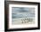 Group of King Penguins on beach, Volunteer Point, East Island, Falkland Islands-Adam Jones-Framed Photographic Print