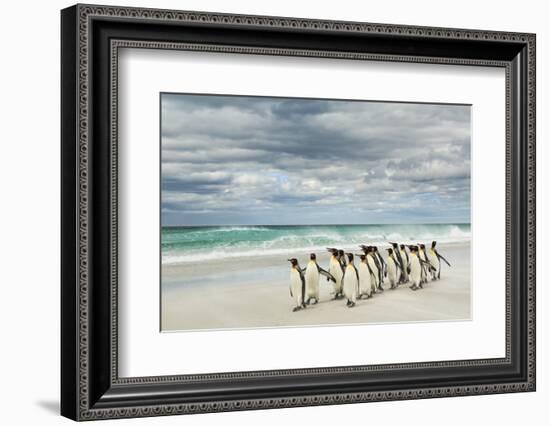 Group of King Penguins on beach, Volunteer Point, East Island, Falkland Islands-Adam Jones-Framed Photographic Print