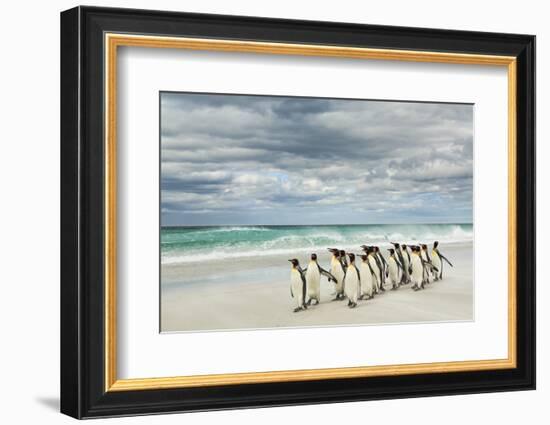 Group of King Penguins on beach, Volunteer Point, East Island, Falkland Islands-Adam Jones-Framed Photographic Print
