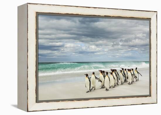 Group of King Penguins on beach, Volunteer Point, East Island, Falkland Islands-Adam Jones-Framed Premier Image Canvas