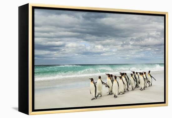 Group of King Penguins on beach, Volunteer Point, East Island, Falkland Islands-Adam Jones-Framed Premier Image Canvas