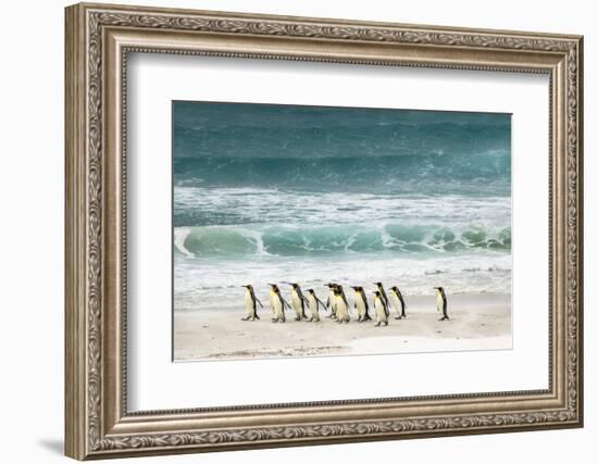 Group of King Penguins on beach, Volunteer Point, Falkland Islands, Aptenodytes patagonicus-Adam Jones-Framed Photographic Print