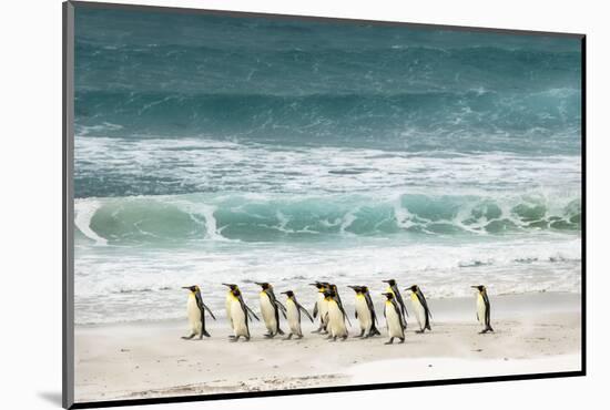 Group of King Penguins on beach, Volunteer Point, Falkland Islands, Aptenodytes patagonicus-Adam Jones-Mounted Photographic Print