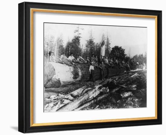 Group of Lumberjacks on Large Log Photograph - Cascades, WA-Lantern Press-Framed Art Print