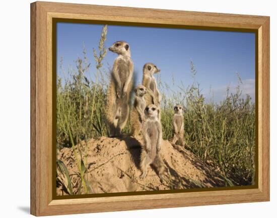 Group of Meerkats, Kalahari Meerkat Project, Van Zylsrus, Northern Cape, South Africa-Toon Ann & Steve-Framed Premier Image Canvas