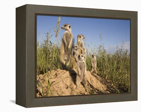 Group of Meerkats, Kalahari Meerkat Project, Van Zylsrus, Northern Cape, South Africa-Toon Ann & Steve-Framed Premier Image Canvas