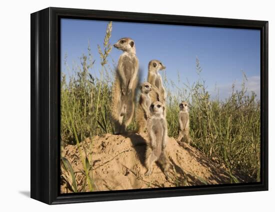 Group of Meerkats, Kalahari Meerkat Project, Van Zylsrus, Northern Cape, South Africa-Toon Ann & Steve-Framed Premier Image Canvas