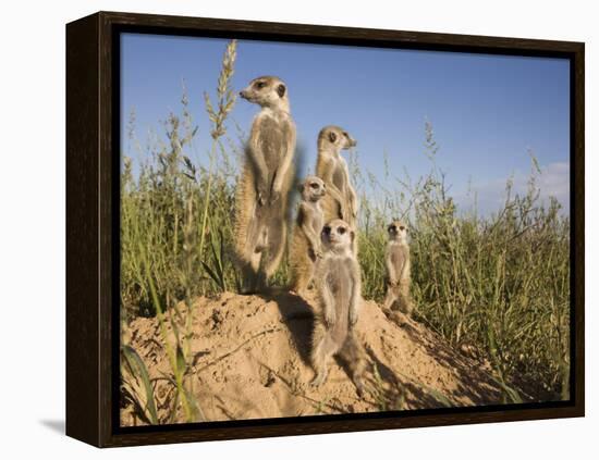 Group of Meerkats, Kalahari Meerkat Project, Van Zylsrus, Northern Cape, South Africa-Toon Ann & Steve-Framed Premier Image Canvas