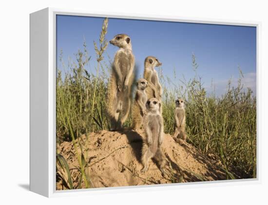 Group of Meerkats, Kalahari Meerkat Project, Van Zylsrus, Northern Cape, South Africa-Toon Ann & Steve-Framed Premier Image Canvas