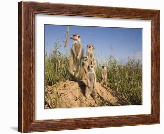 Group of Meerkats, Kalahari Meerkat Project, Van Zylsrus, Northern Cape, South Africa-Toon Ann & Steve-Framed Photographic Print