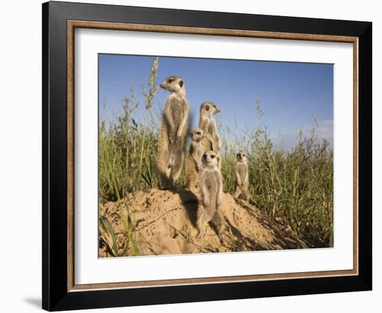 Group of Meerkats, Kalahari Meerkat Project, Van Zylsrus, Northern Cape, South Africa-Toon Ann & Steve-Framed Photographic Print