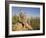 Group of Meerkats, Kalahari Meerkat Project, Van Zylsrus, Northern Cape, South Africa-Toon Ann & Steve-Framed Photographic Print