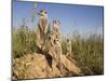 Group of Meerkats, Kalahari Meerkat Project, Van Zylsrus, Northern Cape, South Africa-Toon Ann & Steve-Mounted Photographic Print