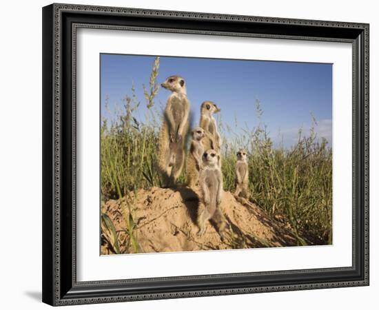 Group of Meerkats, Kalahari Meerkat Project, Van Zylsrus, Northern Cape, South Africa-Toon Ann & Steve-Framed Photographic Print
