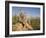 Group of Meerkats, Kalahari Meerkat Project, Van Zylsrus, Northern Cape, South Africa-Toon Ann & Steve-Framed Photographic Print