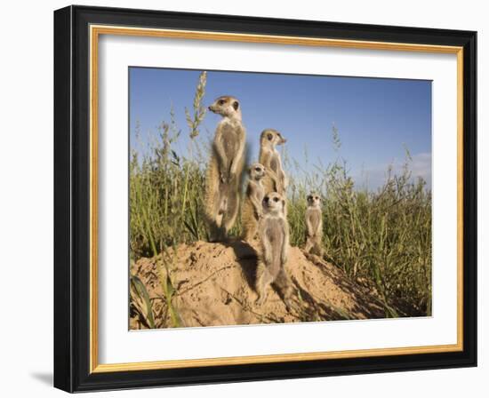 Group of Meerkats, Kalahari Meerkat Project, Van Zylsrus, Northern Cape, South Africa-Toon Ann & Steve-Framed Photographic Print