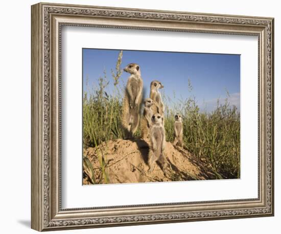 Group of Meerkats, Kalahari Meerkat Project, Van Zylsrus, Northern Cape, South Africa-Toon Ann & Steve-Framed Photographic Print