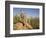 Group of Meerkats, Kalahari Meerkat Project, Van Zylsrus, Northern Cape, South Africa-Toon Ann & Steve-Framed Photographic Print