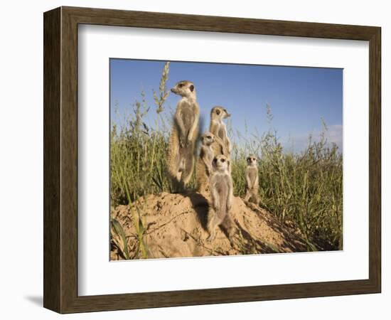 Group of Meerkats, Kalahari Meerkat Project, Van Zylsrus, Northern Cape, South Africa-Toon Ann & Steve-Framed Photographic Print