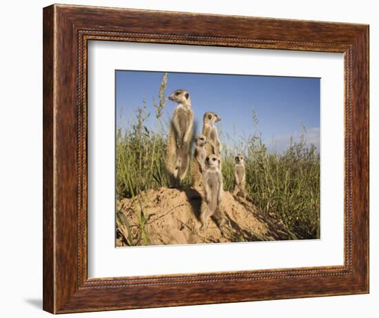 Group of Meerkats, Kalahari Meerkat Project, Van Zylsrus, Northern Cape, South Africa-Toon Ann & Steve-Framed Photographic Print