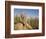 Group of Meerkats, Kalahari Meerkat Project, Van Zylsrus, Northern Cape, South Africa-Toon Ann & Steve-Framed Photographic Print