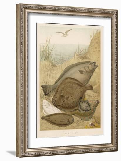 Group of Mixed Flat Fish: Halibut Turbot Flounder Plaice and Sole-P. J. Smit-Framed Art Print