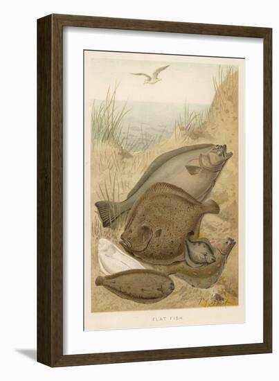 Group of Mixed Flat Fish: Halibut Turbot Flounder Plaice and Sole-P. J. Smit-Framed Art Print