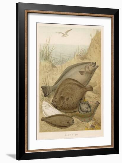 Group of Mixed Flat Fish: Halibut Turbot Flounder Plaice and Sole-P. J. Smit-Framed Art Print