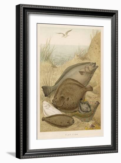 Group of Mixed Flat Fish: Halibut Turbot Flounder Plaice and Sole-P. J. Smit-Framed Art Print