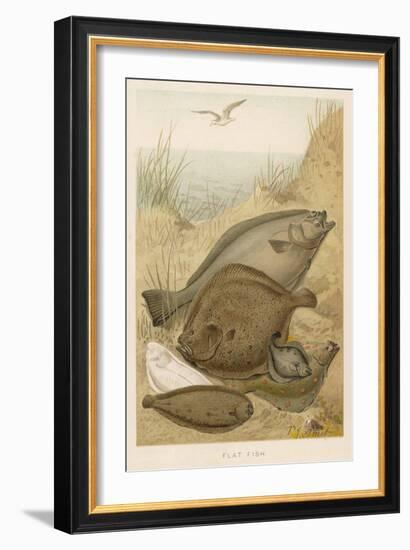 Group of Mixed Flat Fish: Halibut Turbot Flounder Plaice and Sole-P. J. Smit-Framed Art Print