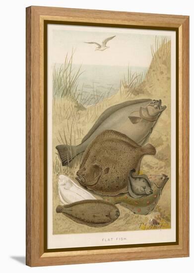 Group of Mixed Flat Fish: Halibut Turbot Flounder Plaice and Sole-P. J. Smit-Framed Stretched Canvas