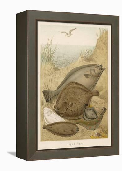 Group of Mixed Flat Fish: Halibut Turbot Flounder Plaice and Sole-P. J. Smit-Framed Stretched Canvas