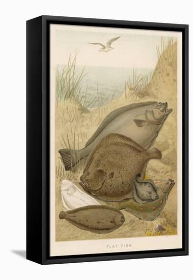 Group of Mixed Flat Fish: Halibut Turbot Flounder Plaice and Sole-P. J. Smit-Framed Stretched Canvas