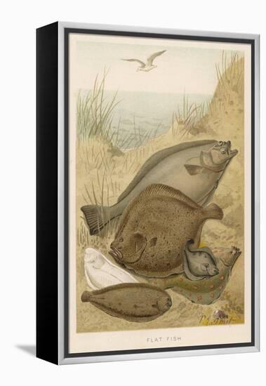 Group of Mixed Flat Fish: Halibut Turbot Flounder Plaice and Sole-P. J. Smit-Framed Stretched Canvas