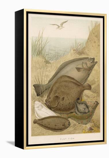 Group of Mixed Flat Fish: Halibut Turbot Flounder Plaice and Sole-P. J. Smit-Framed Stretched Canvas