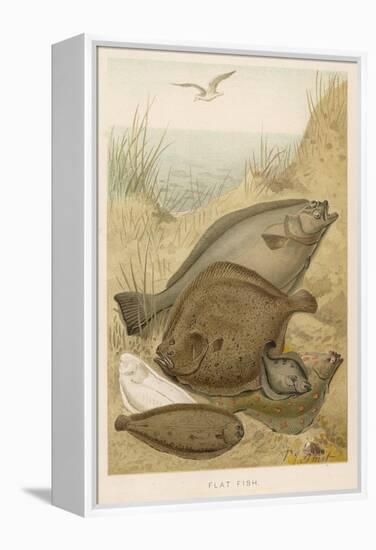 Group of Mixed Flat Fish: Halibut Turbot Flounder Plaice and Sole-P. J. Smit-Framed Stretched Canvas