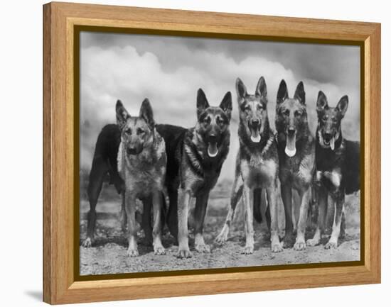 Group of Mrs Leslie Thornton's Celebrated "Southdown" Alsatians-Thomas Fall-Framed Premier Image Canvas