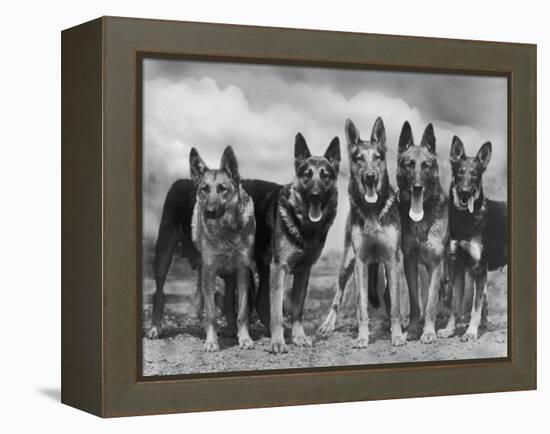 Group of Mrs Leslie Thornton's Celebrated "Southdown" Alsatians-Thomas Fall-Framed Premier Image Canvas