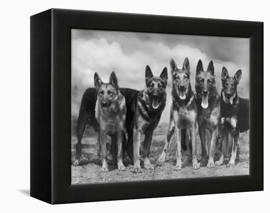 Group of Mrs Leslie Thornton's Celebrated "Southdown" Alsatians-Thomas Fall-Framed Premier Image Canvas