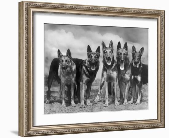 Group of Mrs Leslie Thornton's Celebrated "Southdown" Alsatians-Thomas Fall-Framed Photographic Print