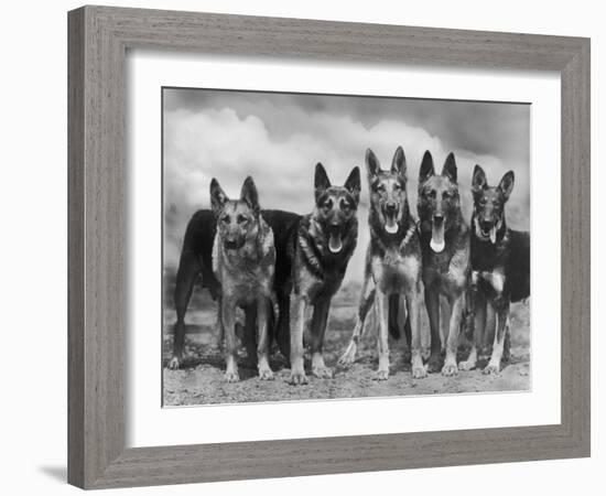 Group of Mrs Leslie Thornton's Celebrated "Southdown" Alsatians-Thomas Fall-Framed Photographic Print