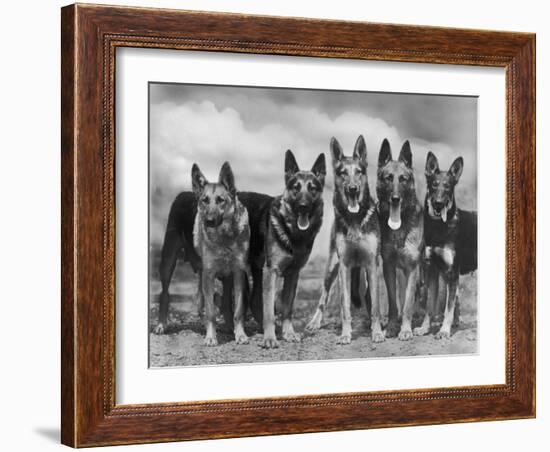 Group of Mrs Leslie Thornton's Celebrated "Southdown" Alsatians-Thomas Fall-Framed Photographic Print