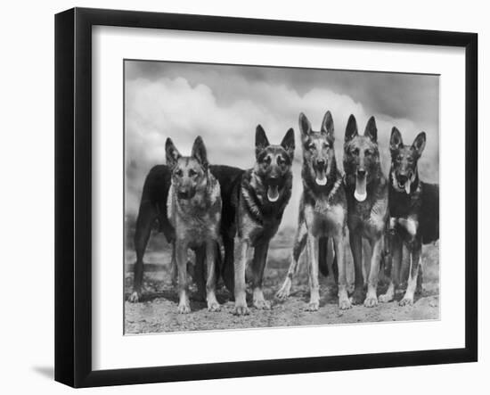 Group of Mrs Leslie Thornton's Celebrated "Southdown" Alsatians-Thomas Fall-Framed Photographic Print