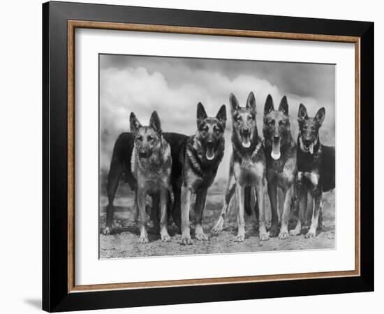 Group of Mrs Leslie Thornton's Celebrated "Southdown" Alsatians-Thomas Fall-Framed Photographic Print