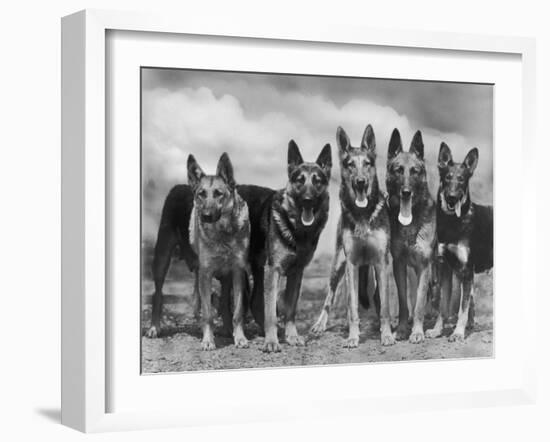 Group of Mrs Leslie Thornton's Celebrated "Southdown" Alsatians-Thomas Fall-Framed Photographic Print